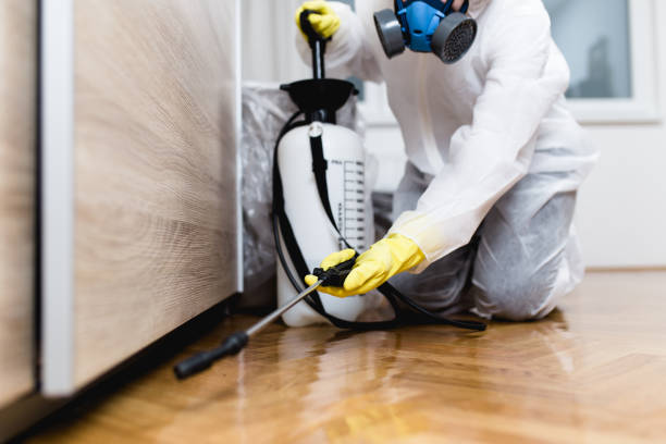 Best Flea Control Services  in Clare, MI