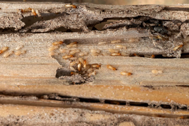 Best Exterminator Services  in Clare, MI